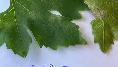İlçe tarımdan bağcılara uyarı