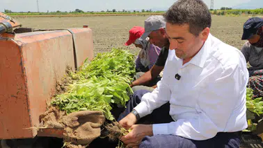 Başkan Cıllı tütün dikimine yardım etti