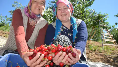Tadı dillere desten Demirci kirazının hasadı başladı