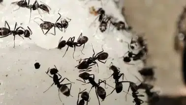 Evdeki böcek sorununa doğal çözüm! Birkaç damlası karınca ve sinekleri uzaklaştırıyor
