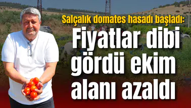 Salçalık domates hasadı başladı: Fiyatlar dibi gördü ekim alanı azaldı