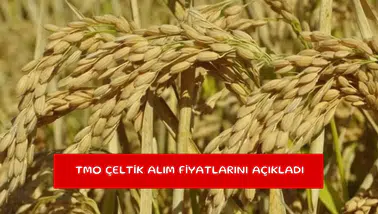 TMO çeltik alım fiyatlarını açıkladı