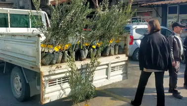 Kırkağaç Ziraat Odası 2500 adet zeytin fidanı dağıttı