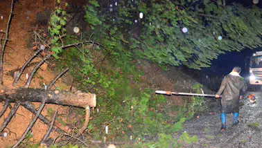 Ağaçlar sağanak yağışa dayanamadı