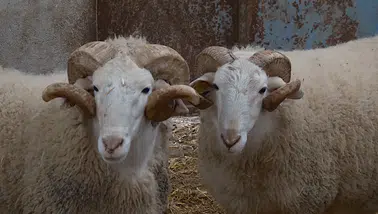 Bu koçların fiyatı dudak uçuklatıyor!