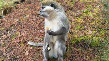 Firari maymunların sırrı çözüldü