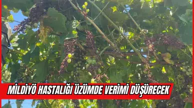 MİLDİYÖ HASTALIĞI ÜZÜMDE VERİMİ DÜŞÜRECEK