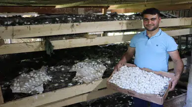 20 metrekare alanda 40 kilo yetişiyor: Kilosu 400 TL