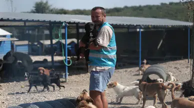Pandemide Dost ve Arkadaş Olan Cins Köpekler Kaderine Terk Edildi, Şimdi Yaşam Mücadelesi Veriyorlar