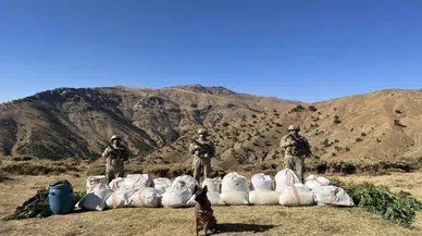 3 Milyon 158 Bin Kök Kenevir Ele Geçirildi