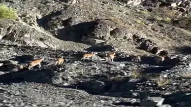 Dağ keçileri görenleri kendilerine hayran bıraktı