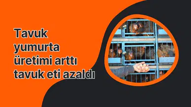 Tavuk yumurta üretimi arttı tavuk eti azaldı 