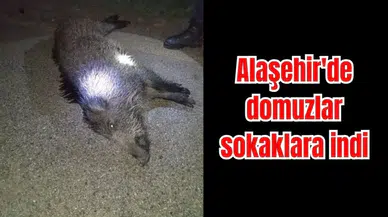 Alaşehir'de domuzlar sokaklara indi