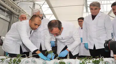 Jeotermal Kaynaklı Teknolojik Sera'da ilk fideler dikildi