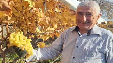 Yıl başı için üzüm hasadı yaptı