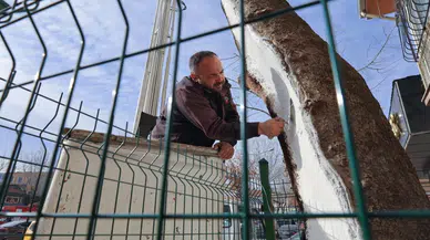 100 yıllık çınara bakım