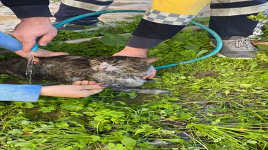 2 kedi yanan evden son anda kurtarıldı