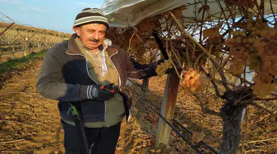 Bağ budakçıları üzüme doydu