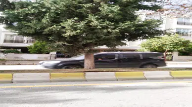 Köksüz ağaç tehlike saçıyor