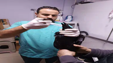 Kuzgun açlıktan yere çakıldı