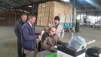 Manisa'da tütünün baş fiyatı 115 TL oldu