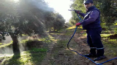 Manisa'da zeytin ilaçlama sezonu başladı