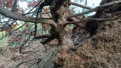 Meşe ağacı görenleri şaşkına uğratıyor