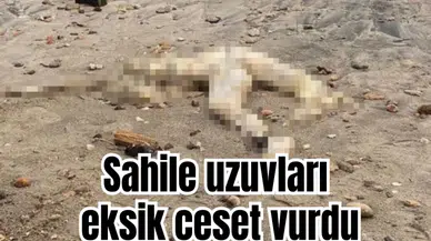 Sahile uzuvları  eksik ceset vurdu
