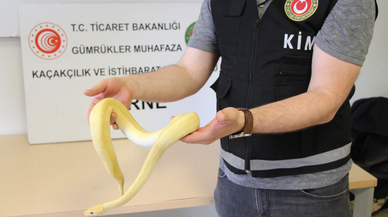 Bu kadarı da pes dedirtti: Kapıkule’de 32 kaçak yavru piton yakalandı