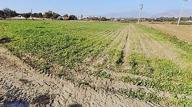 Devletten Kiralık Tarla Dönemi Başladı: Başvuru Şartları ve Detaylar Açıklandı