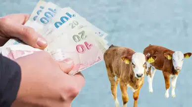 Buzağı Desteği Ödemeleri 2025: Tarihler ve Başvuru Şartları Açıklandı