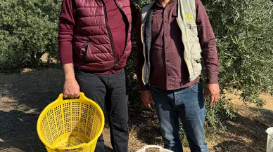 Başkan Öküzcüoğlu zeytin hasadına yardım etti