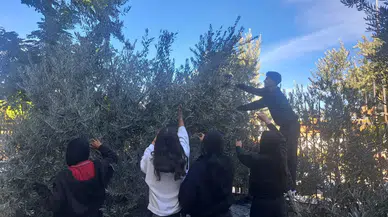 Liseli öğrenciler zeytin hasadına katkı sapladı
