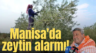 Manisa'da zeytin alarmı!