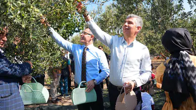 Soma’da zeytin hasadı şenliği düzenlendi