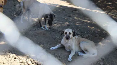 Saruhanlı Belediyesi can dostlarına sahip çıkıyor