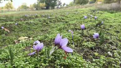 Safranın fiyatını duyan kulaklarına inanamadı
