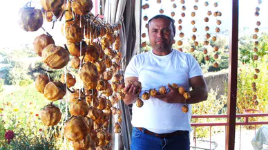 Manisa'da Trabzon hurması balkonları süslüyor