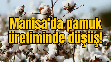 Manisa’da pamuk üretiminde düşüş