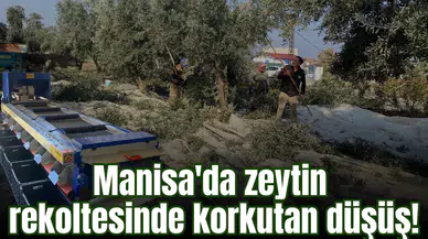 Manisa'da zeytin rekoltesinde korkutan düşüş!