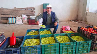 Manisa'nın zeytini o ilde yok satıyor