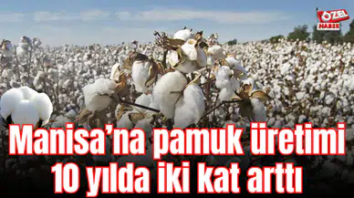 Manisa’na pamuk üretimi 10 yılda iki kat arttı