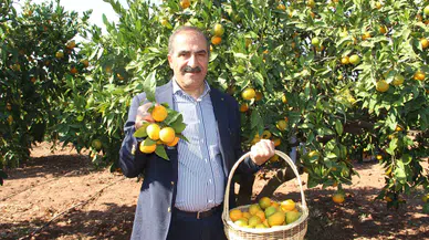 Mandalina ihracatından bakın ne kadar döviz bekleniyor