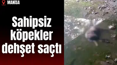 Sahipsiz köpekler dehşet saçtı