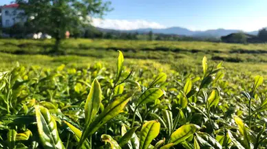 Lipton çay üretiminde dev değişim! 39 yıllık faaliyet sona erdi