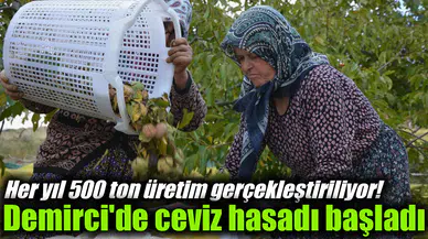 Her yıl 500 ton üretim gerçekleştiriliyor! Demirci'de ceviz hasadı başladı