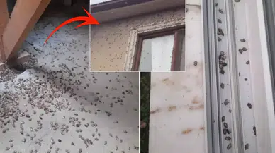 Dünyanın sonunu getireceği söylenen böcekle ilgili korkutan uyarı: Tüm Türkiye'ye yayılabilir