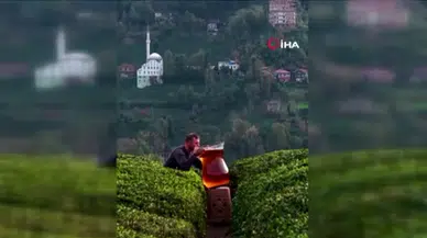 Rizelinin çay aşkı gülümsetti