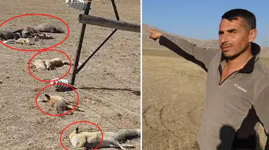 Hayvan otlatırken gördüğü manzara karşısında dehşete düştü