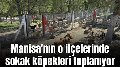 Manisa'nın o ilçelerinde sokak köpekleri toplanıyor